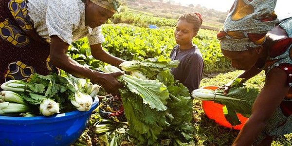 Women engaged in Agriculture